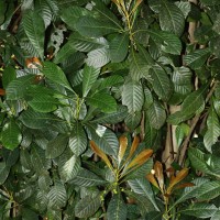 Agrostistachys borneensis Becc.